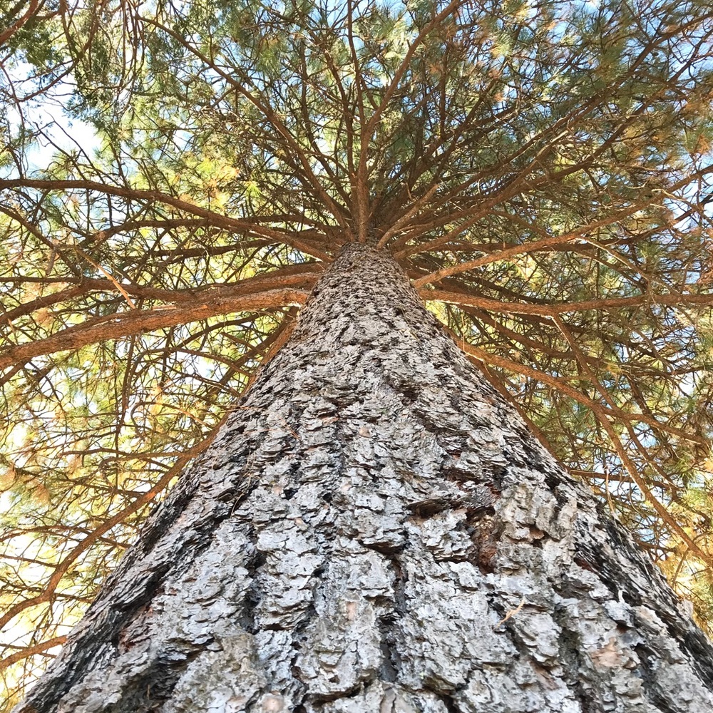 Meet your Posher, Ren